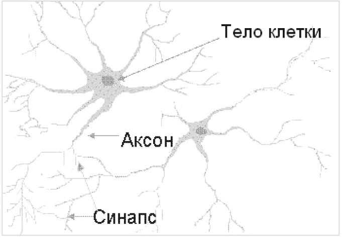 Рис. 1. Модель биологического нейрона