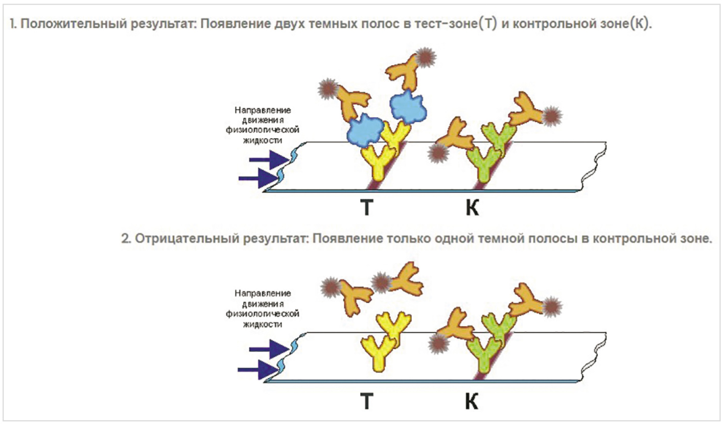 Рис. 6. Реакция по способу ИХА