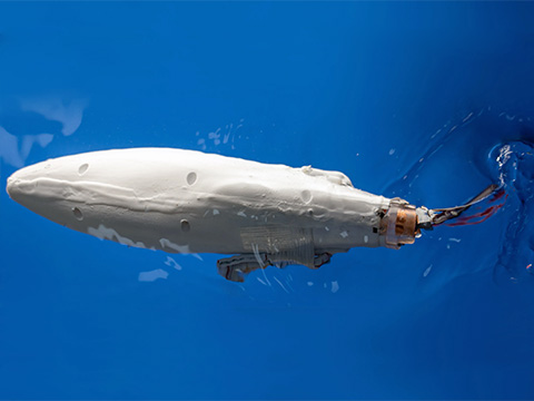 Китайские исследователи создали робота-рыбу с гибким электромагнитным плавником